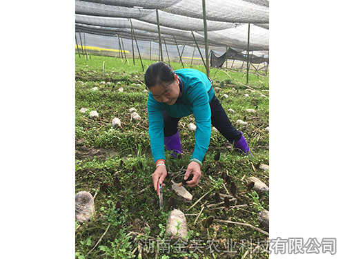 衡陽縣領(lǐng)導(dǎo)在基地指導(dǎo)羊肚菌采收-(1)