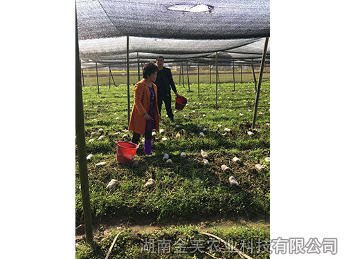 衡陽縣領(lǐng)導(dǎo)在基地指導(dǎo)羊肚菌采收-(2)