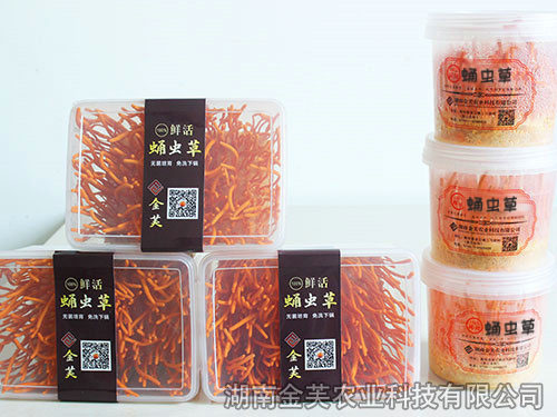 鮮活蛹蟲草