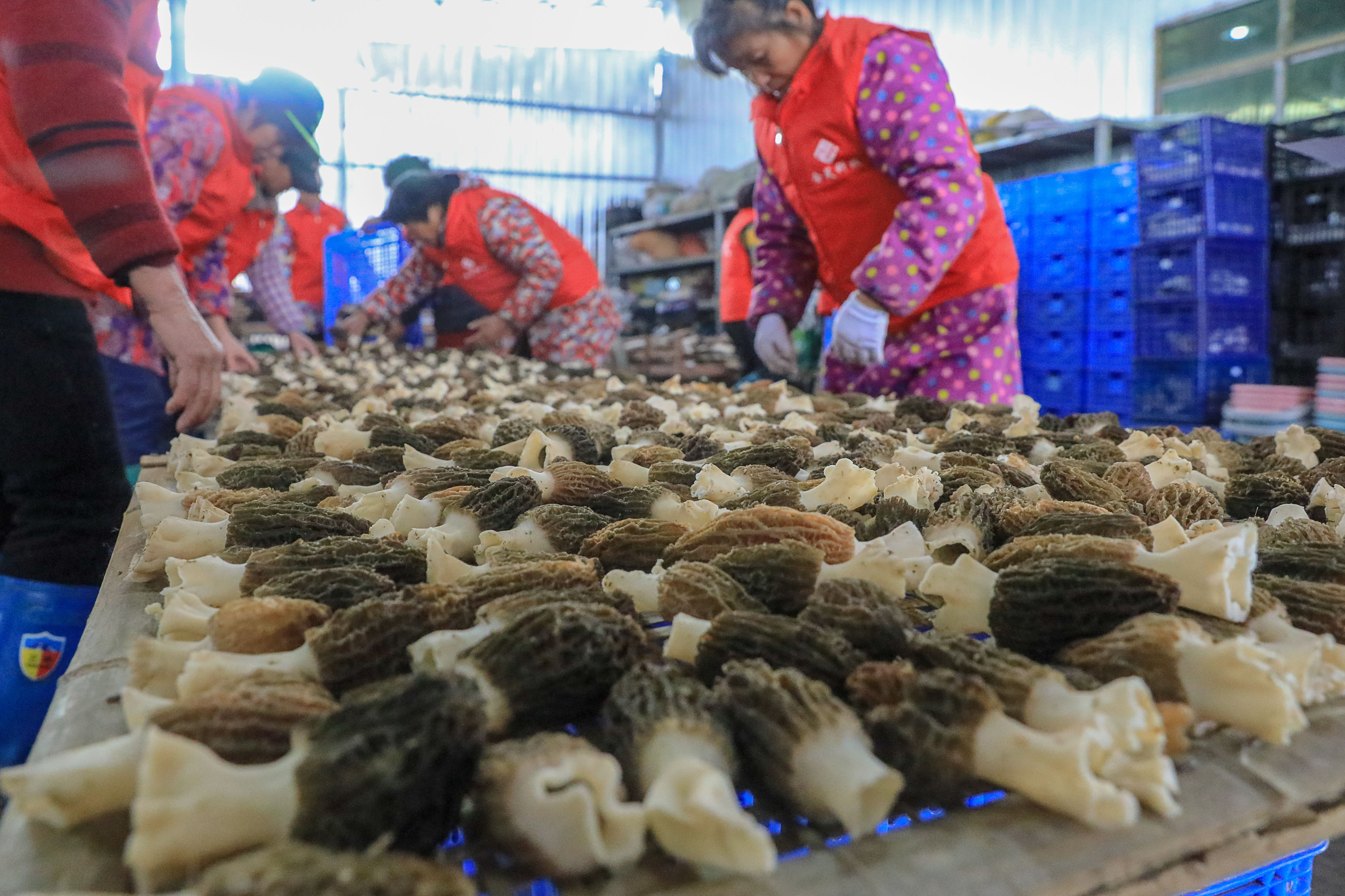 羊肚菌鮮品