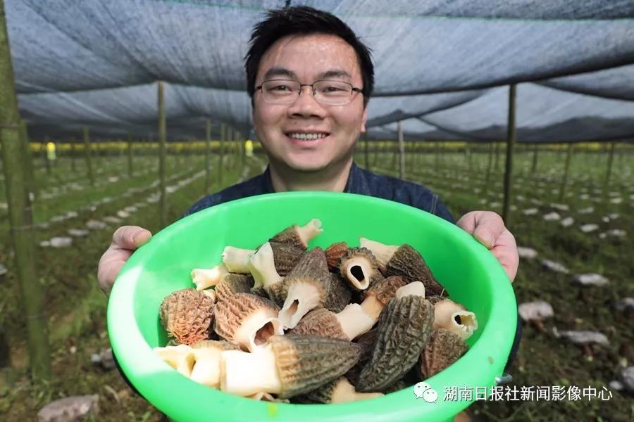 湖南金芙農(nóng)業(yè)科技有限公司,湖南蛹蟲(chóng)草,湖南羊肚菌,蛹蟲(chóng)草,羊肚菌,龍新,蟲(chóng)草酒哪里好,衡陽(yáng)食用菌,衡陽(yáng)羊肚菌,衡陽(yáng)蛹蟲(chóng)草