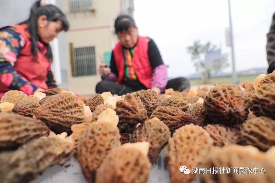 湖南金芙農(nóng)業(yè)科技有限公司,湖南蛹蟲(chóng)草,湖南羊肚菌,蛹蟲(chóng)草,羊肚菌,龍新,蟲(chóng)草酒哪里好,衡陽(yáng)食用菌,衡陽(yáng)羊肚菌,衡陽(yáng)蛹蟲(chóng)草