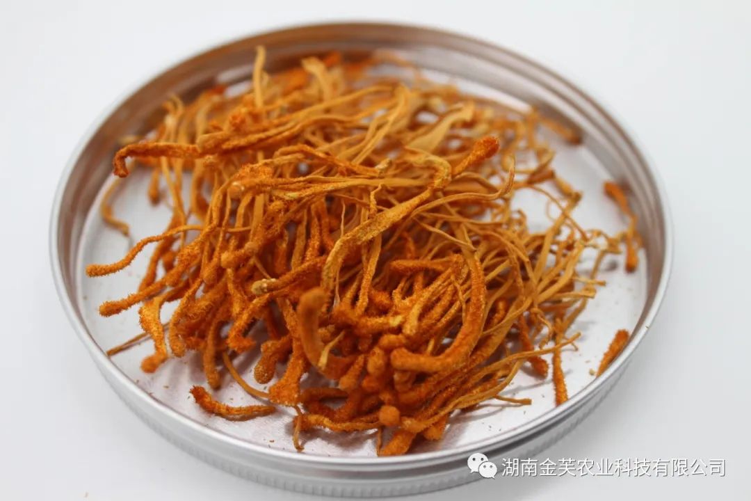 湖南金芙農(nóng)業(yè)科技有限公司,湖南蛹蟲(chóng)草,湖南羊肚菌,蛹蟲(chóng)草,羊肚菌,龍新,蟲(chóng)草酒哪里好,衡陽(yáng)食用菌,衡陽(yáng)羊肚菌,衡陽(yáng)蛹蟲(chóng)草