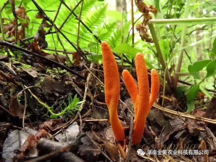 湖南金芙農(nóng)業(yè)科技有限公司,湖南蛹蟲(chóng)草,湖南羊肚菌,蛹蟲(chóng)草,羊肚菌,龍新,蟲(chóng)草酒哪里好,衡陽(yáng)食用菌,衡陽(yáng)羊肚菌,衡陽(yáng)蛹蟲(chóng)草