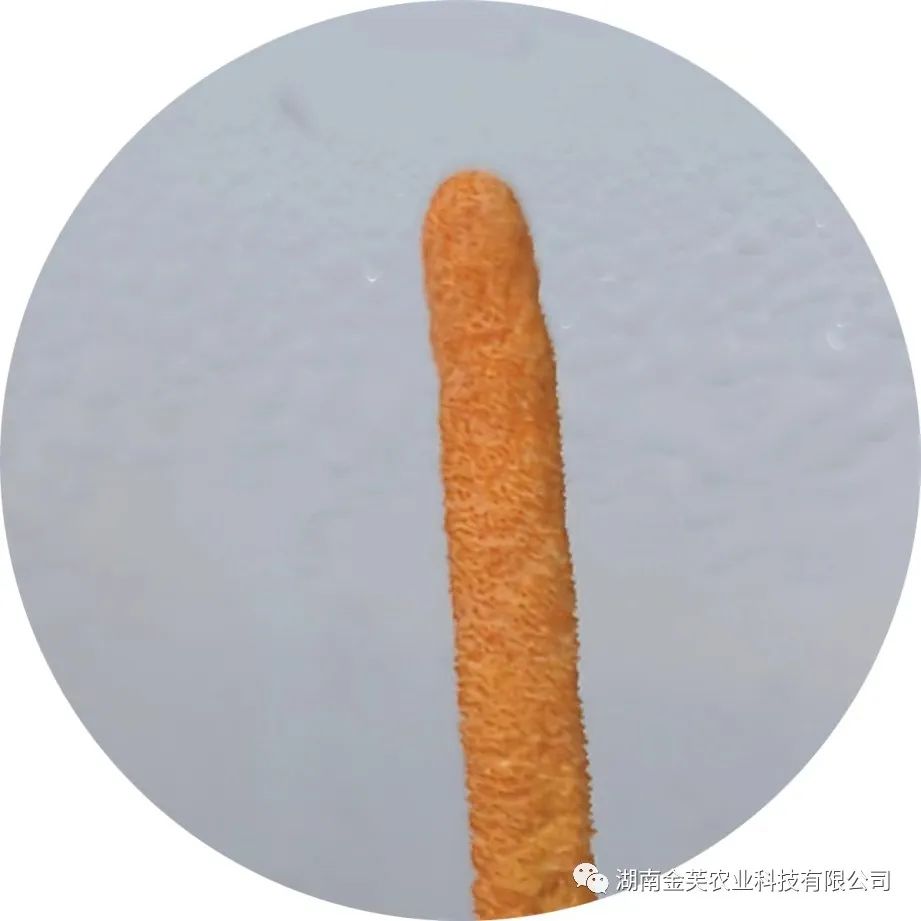 湖南金芙農(nóng)業(yè)科技有限公司,湖南蛹蟲(chóng)草,湖南羊肚菌,蛹蟲(chóng)草,羊肚菌,龍新,蟲(chóng)草酒哪里好,衡陽(yáng)食用菌,衡陽(yáng)羊肚菌,衡陽(yáng)蛹蟲(chóng)草