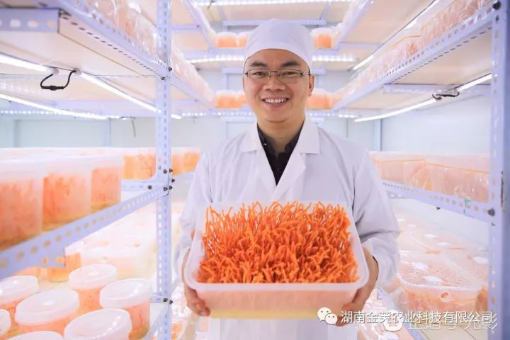 湖南金芙農(nóng)業(yè)科技有限公司,湖南蛹蟲(chóng)草,湖南羊肚菌,蛹蟲(chóng)草,羊肚菌,龍新,蟲(chóng)草酒哪里好,衡陽(yáng)食用菌,衡陽(yáng)羊肚菌,衡陽(yáng)蛹蟲(chóng)草