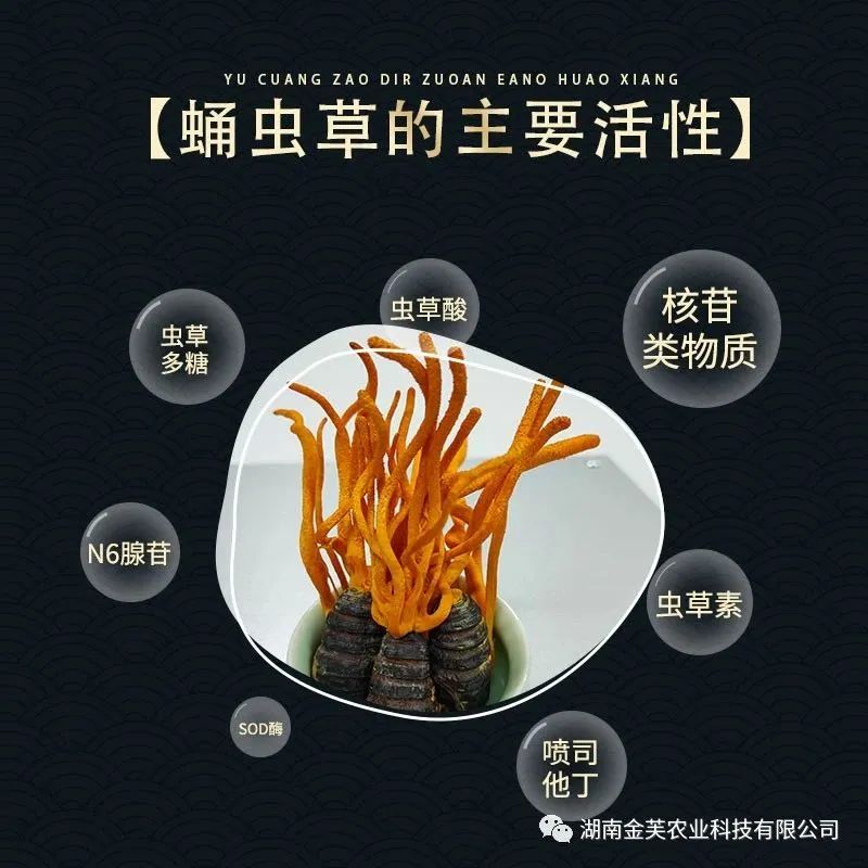 湖南金芙農(nóng)業(yè)科技有限公司,湖南蛹蟲(chóng)草,湖南羊肚菌,蛹蟲(chóng)草,羊肚菌,龍新,蟲(chóng)草酒哪里好,衡陽(yáng)食用菌,衡陽(yáng)羊肚菌,衡陽(yáng)蛹蟲(chóng)草